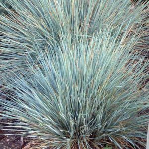 Blue Oat Grass