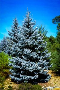Blue Spruce
