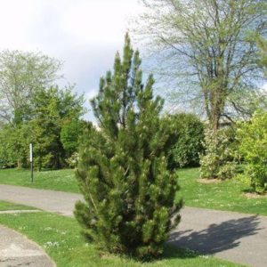 Bosnian Pine