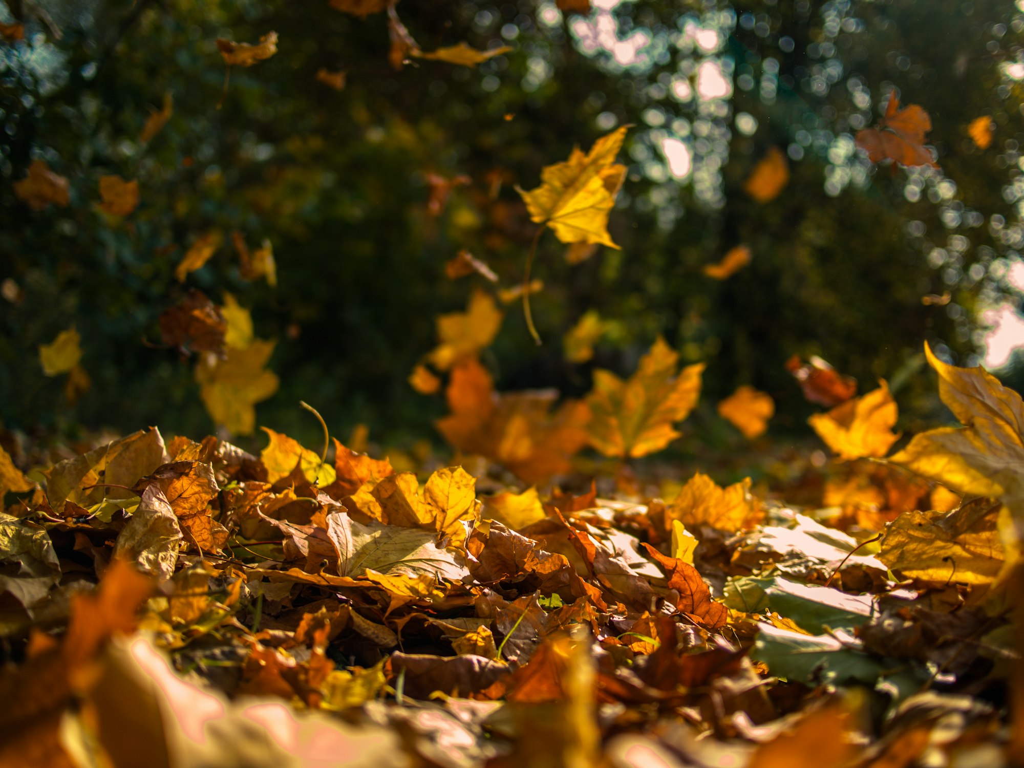 Falling leaves