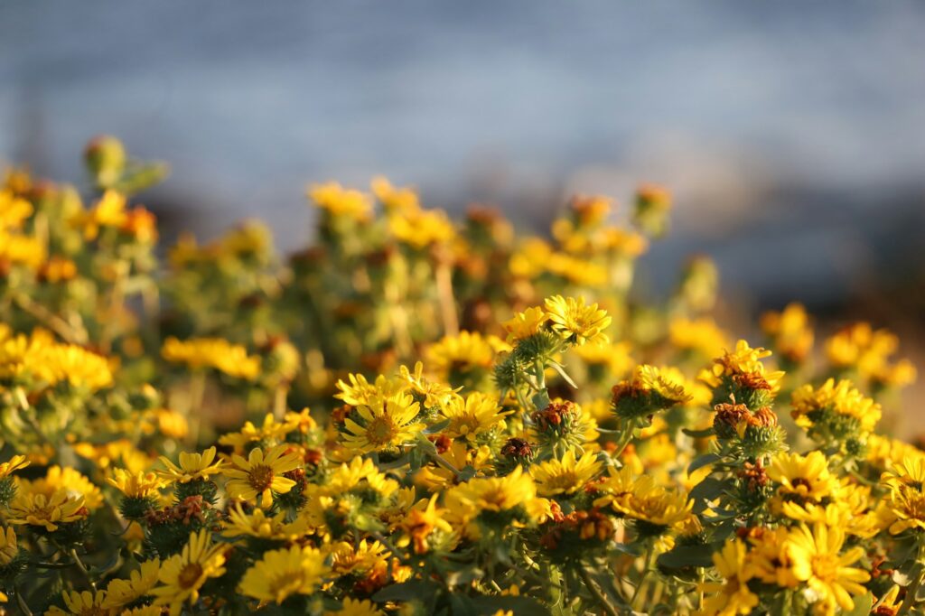 Flowers in fall