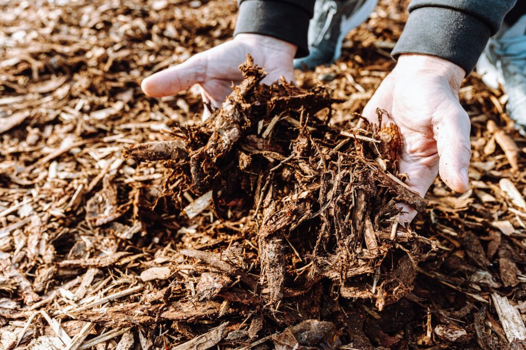 Wood chips, mulch in hands