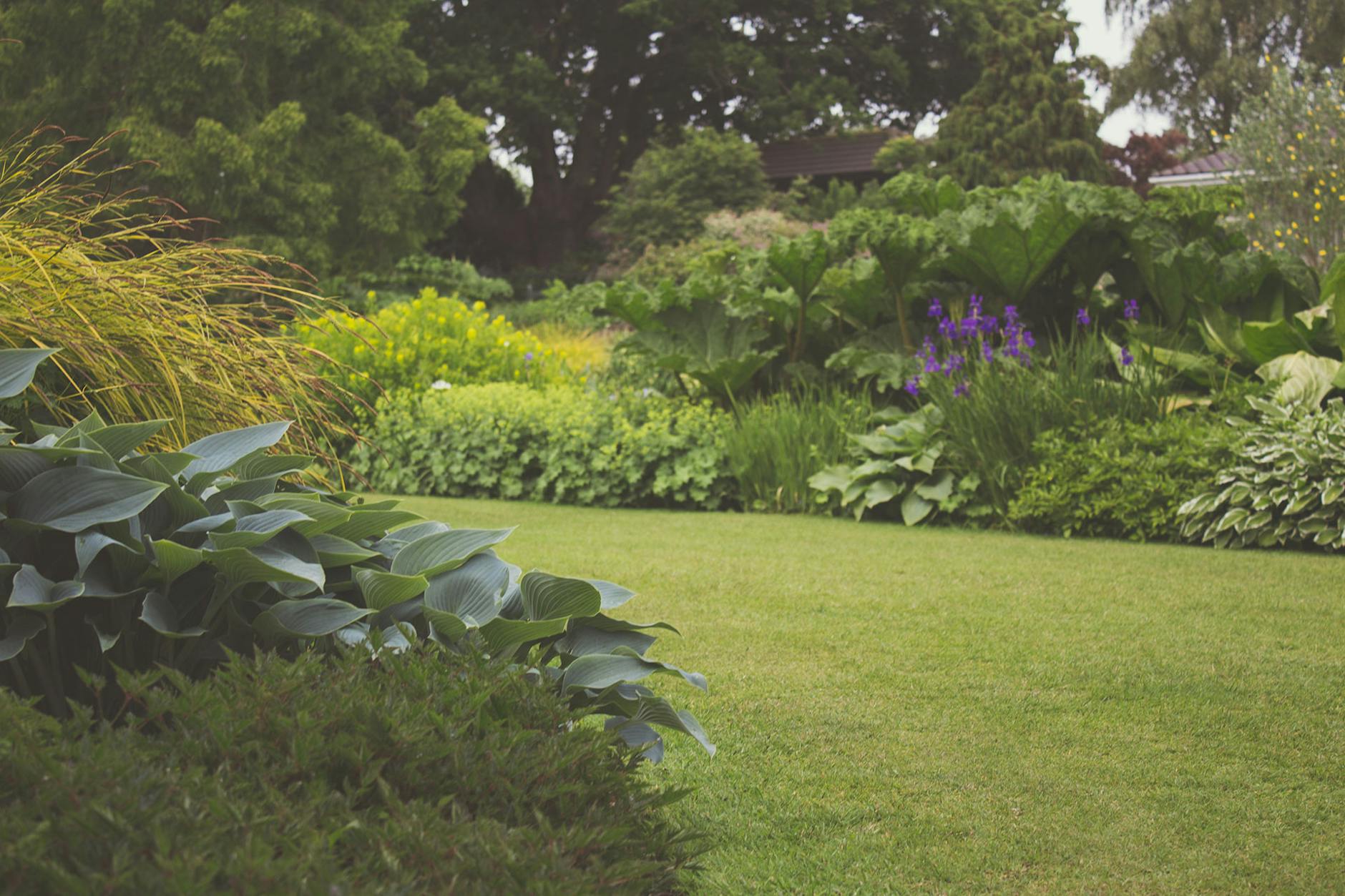 assorted plants with trees photography